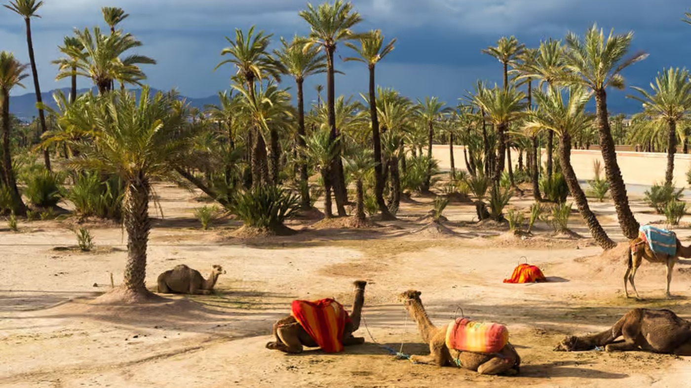 Dromadaires dans la palmeraie de Marrakech