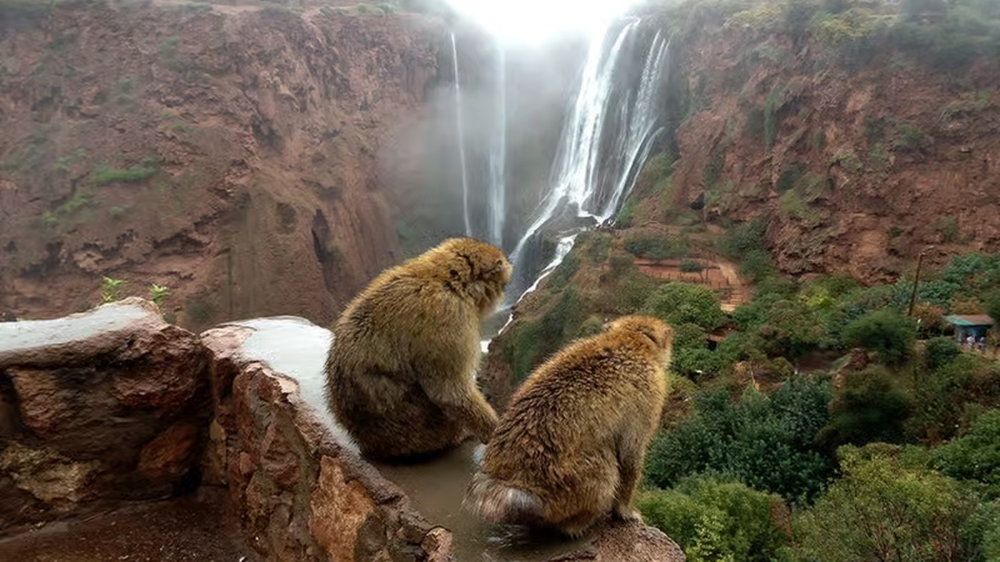 Singes magots face aux cascades d'Ouzoud