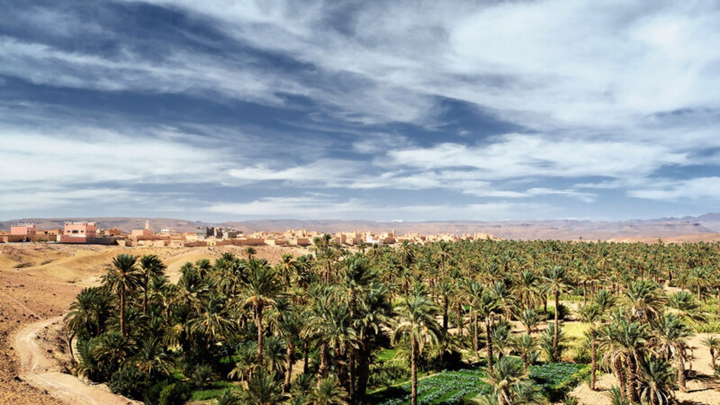 Palmeraie de la vallée du Drâa